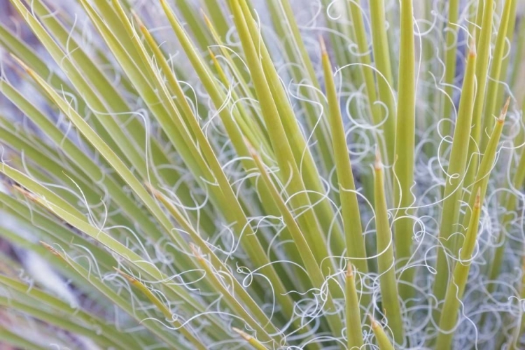 Picture of UTAH, GLEN CANYON NRA CLOSE-UP OF A YUCCA PLANT