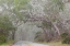 Picture of CALIFORNIA TREE-LINED ROAD TO MONTANA DE ORO SP