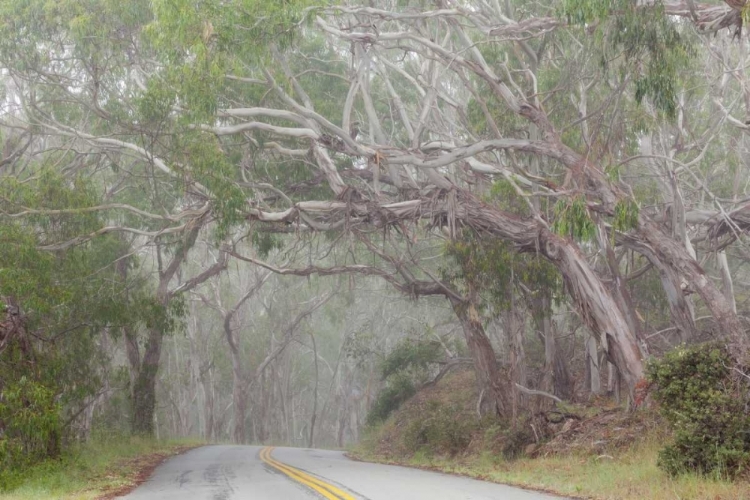 Picture of CALIFORNIA TREE-LINED ROAD TO MONTANA DE ORO SP