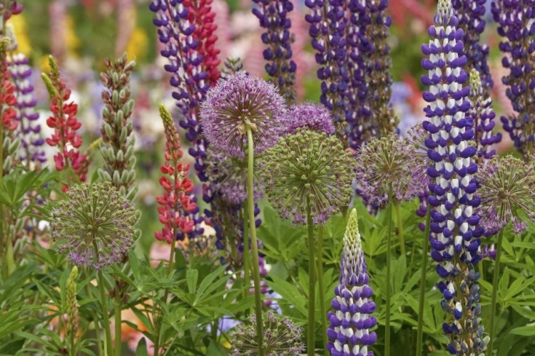 Picture of OREGON,SALEM FLOWERS AT SCHREINERS IRIS GARDEN