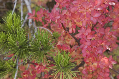 Picture of OREGON HUCKLEBERRY BUSH LEAVES AND PINE NEEDLES