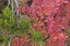 Picture of OREGON HUCKLEBERRY BUSH LEAVES AND PINE NEEDLES