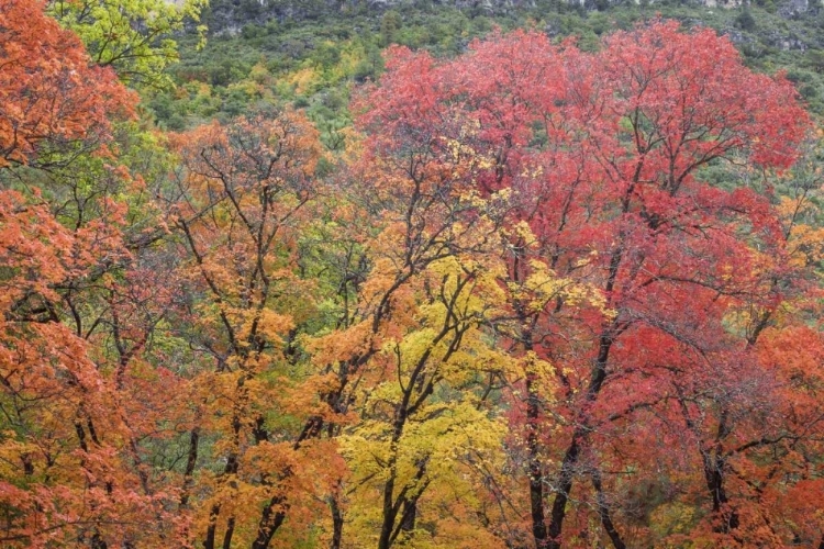 Picture of TEXAS, GUADALUPE MOUNTAINS NP MCKITTRICK CANYON