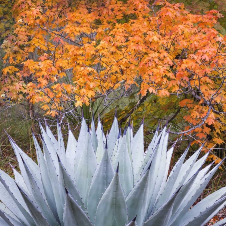 Picture of TEXAS, GUADALUPE MOUNTAINS NP MCKITTRICK CANYON