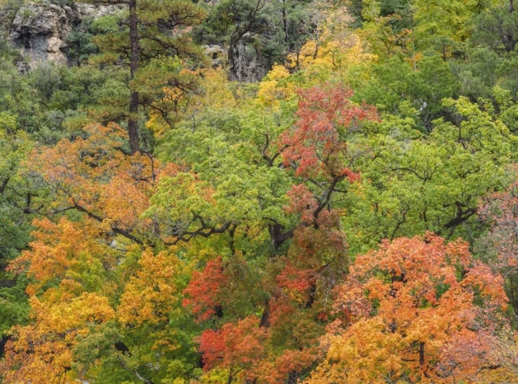 Picture of TEXAS, GUADALUPE MOUNTAINS NP MCKITTRICK CANYON