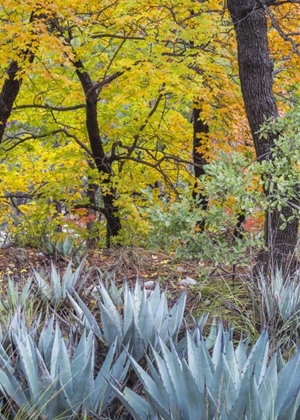 Picture of TEXAS, GUADALUPE MOUNTAINS NP MCKITTRICK CANYON