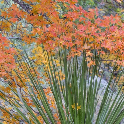 Picture of TEXAS, GUADALUPE MOUNTAINS NP MCKITTRICK CANYON