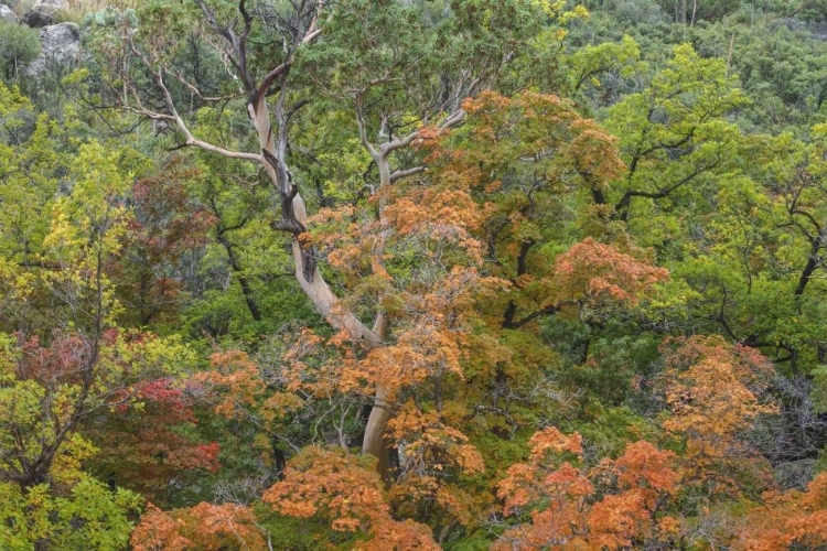 Picture of TEXAS, GUADALUPE MOUNTAINS NP MCKITTRICK CANYON