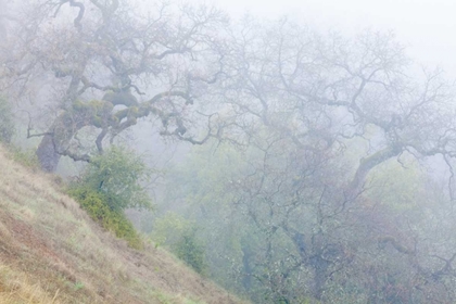 Picture of CALIFORNIA, HENRY W COE SP MORNING FOG IN PARK