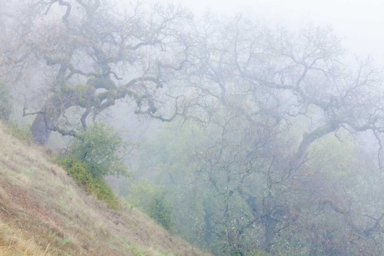 Picture of CALIFORNIA, HENRY W COE SP MORNING FOG IN PARK