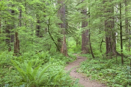 Picture of WASHINGTON, OLYMPIC NF TRAIL THROUGH THE FOREST