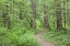 Picture of WASHINGTON, OLYMPIC NF TRAIL THROUGH THE FOREST