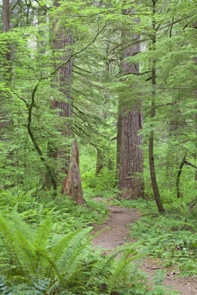 Picture of WASHINGTON, OLYMPIC NF TRAIL THROUGH THE FOREST
