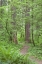 Picture of WASHINGTON, OLYMPIC NF TRAIL THROUGH THE FOREST