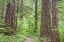 Picture of WASHINGTON, OLYMPIC NF TRAIL THROUGH THE FOREST