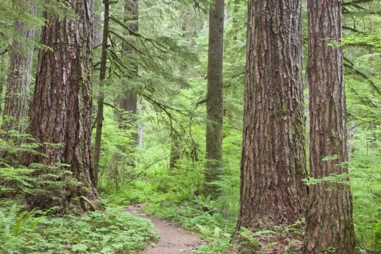 Picture of WASHINGTON, OLYMPIC NF TRAIL THROUGH THE FOREST