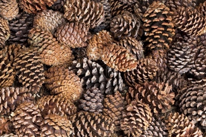 Picture of CALIFORNIA, INYO NF BRISTLECONE TREE PINE CONES