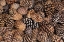 Picture of CALIFORNIA, INYO NF BRISTLECONE TREE PINE CONES