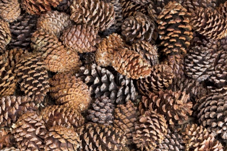 Picture of CALIFORNIA, INYO NF BRISTLECONE TREE PINE CONES