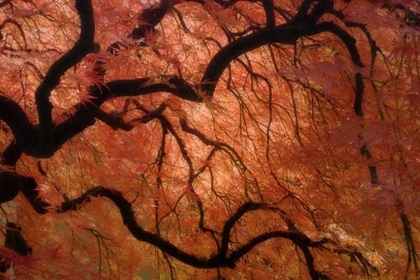 Picture of OREGON, PORTLAND JAPANESE MAPLE IN AUTUMN COLOR