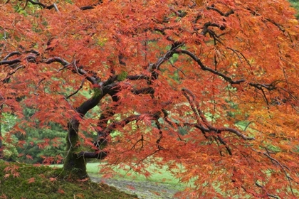 Picture of OREGON, PORTLAND JAPANESE MAPLE IN AUTUMN COLOR