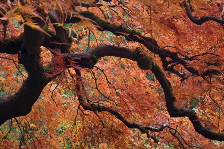 Picture of OREGON, PORTLAND JAPANESE MAPLE IN AUTUMN COLOR