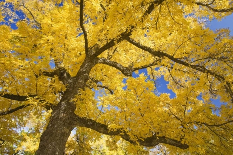 Picture of OREGON, JOSEPH H STEWART WALNUT TREE IN AUTUMN