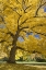 Picture of OREGON, JOSEPH H STEWART WALNUT TREE IN AUTUMN