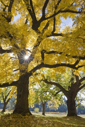 Picture of OREGON, JOSEPH H STEWART WALNUT TREE IN AUTUMN