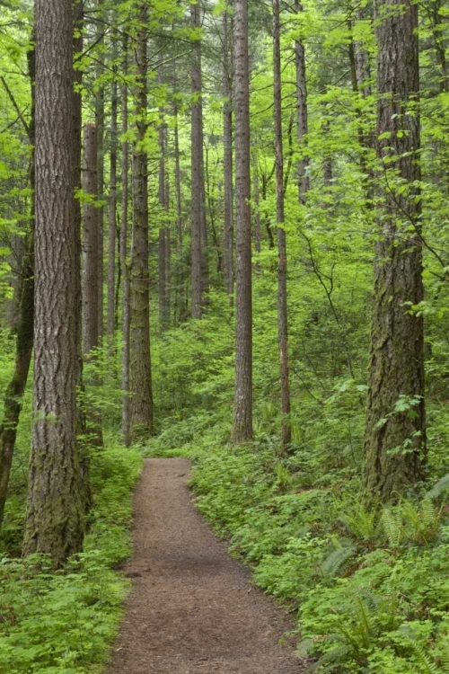 Picture of OREGON, COLUMBIA RIVER GORGE ELOWAH FALLS TRAIL