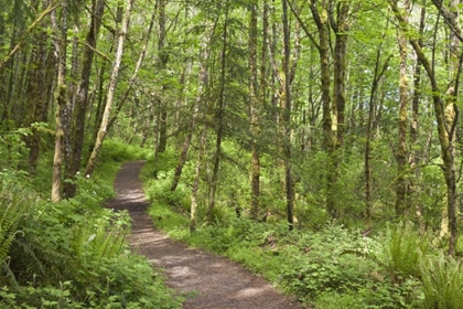 Picture of OREGON, COLUMBIA RIVER GORGE ELOWAH FALLS TRAIL