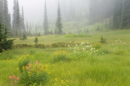 Picture of CANADA, BC, REVELSTOKE NP MISTY MEADOW SCENIC