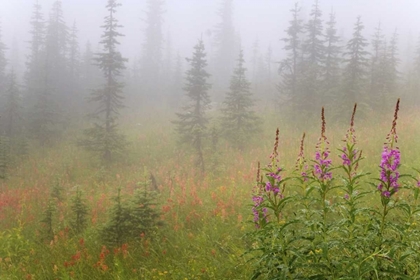 Picture of CANADA, BC, REVELSTOKE NP MISTY MEADOW SCENIC