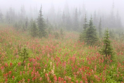 Picture of CANADA, BC, REVELSTOKE NP MISTY MEADOW SCENIC