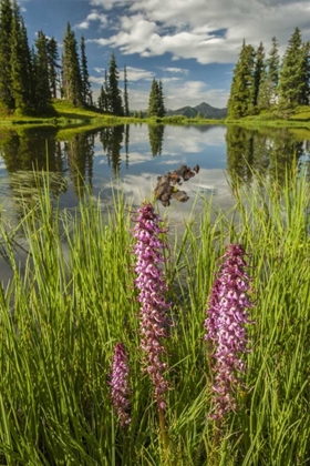 Picture of COLORADO PARADISE DIVIDE AND POND REFLECTION