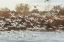 Picture of NEW MEXICO FLOCK OF SNOW GEESE TAKING FLIGHT