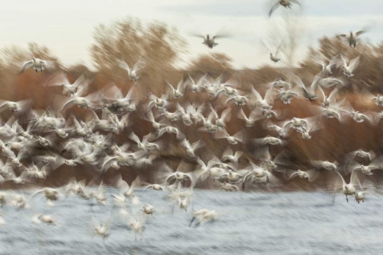 Picture of NEW MEXICO FLOCK OF SNOW GEESE TAKING FLIGHT