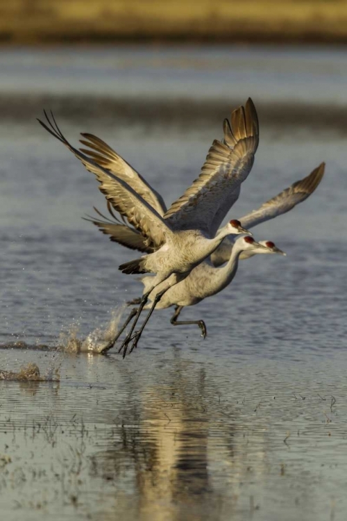 Picture of NEW MEXICO TWO SANDHILL CRANES TAKING FLIGHT