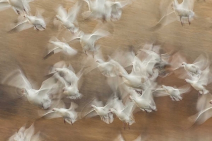 Picture of NEW MEXICO FLOCK OF SNOW GEESE TAKING FLIGHT