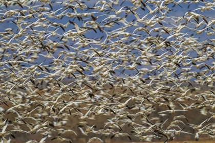 Picture of NEW MEXICO FLOCK OF SNOW GEESE TAKING FLIGHT