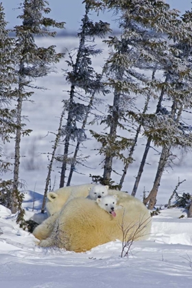 Picture of CANADA, WAPUSK NP POLAR BEAR CUBS AND MOTHER
