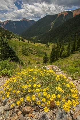 Picture of COLORADO, SAN JUAN MTS FLOWERS IN OPHIR PASS
