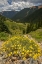 Picture of COLORADO, SAN JUAN MTS FLOWERS IN OPHIR PASS