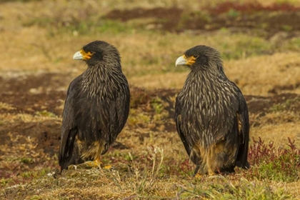 Picture of SEA LION ISLAND STRIATED CARACARAS ON GROUND