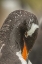 Picture of BLEAKER ISLAND GENTOO PENGUIN ADULT PREENING