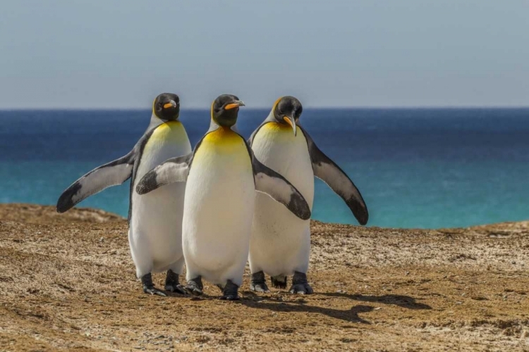 Picture of EAST FALKLAND, VOLUNTEER POINT KING PENGUINS