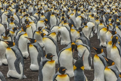 Picture of EAST FALKLAND, VOLUNTEER POINT KING PENGUINS