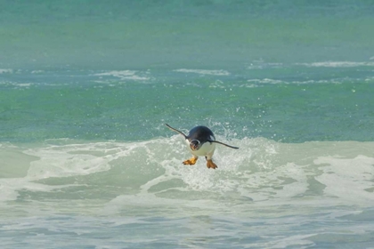 Picture of EAST FALKLAND GENTOO PENGUIN LEAPING IN SURF