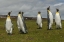 Picture of EAST FALKLAND MEMBERS OF KING PENGUIN COLONY