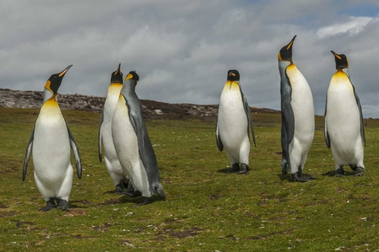 Picture of EAST FALKLAND MEMBERS OF KING PENGUIN COLONY